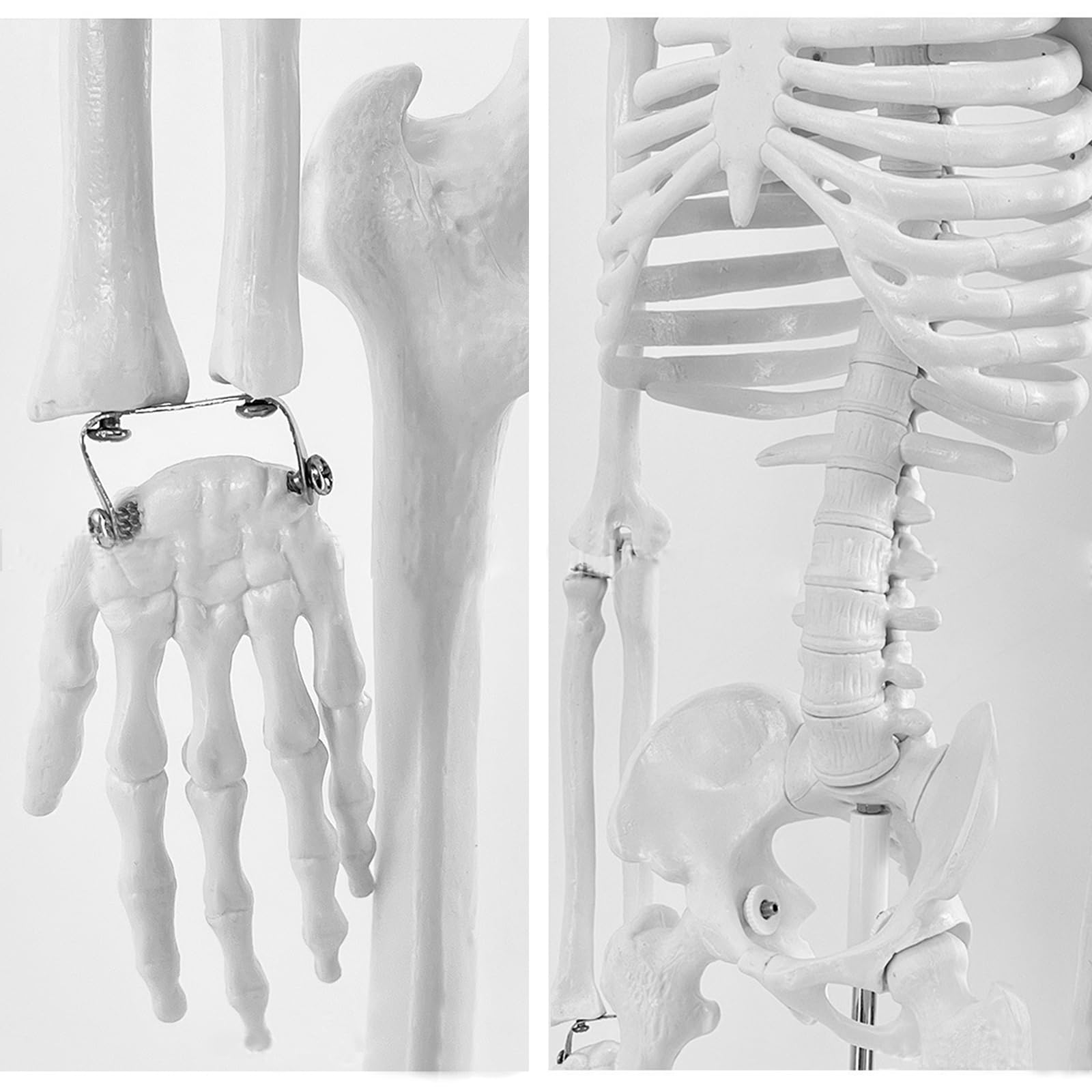 Mensch Skelett Modell für Anatomie, 85cm Ganzkörper Mensch Skelett Modell Anatomy Skeleton Menschliches Skelett mit Und Bewegliche Arme Und Beine für Medizinisches Lehren, Bildung, Lernen, Display