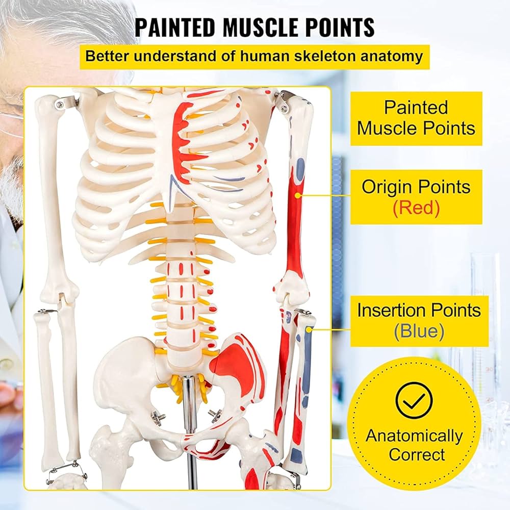 vero scheletro umano indietro