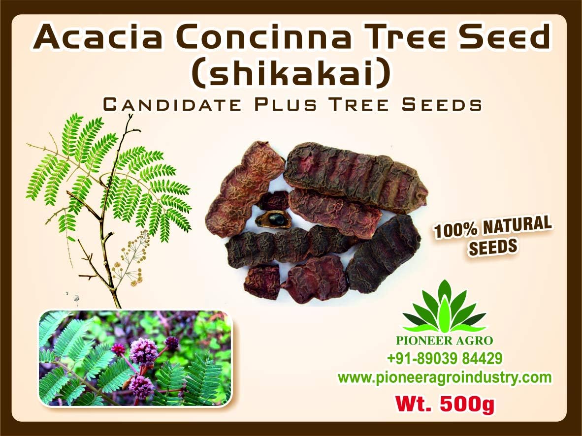 Acacia Concinna (Shikakai) Tree Seed 500G