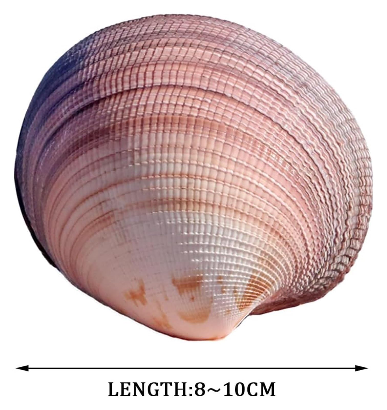 Grandi Conchiglie Marine, Conchiglia Naturale, Grandi Conchiglie for Decorazione, Conchiglie Marine Naturali Rare da 8 a 10 cm for Decorazioni Nuziali, Feste a Tema Spiaggia, Acquario