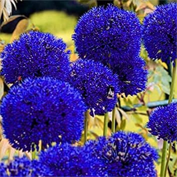 Stunning Allium Bulbs Mix for Planting Now UK/Good for Containers/Natural Organic/Greening Flower/Strong Plants That Grow Well/Cut Flowers/Wedding Flowers.-8bulbs-A