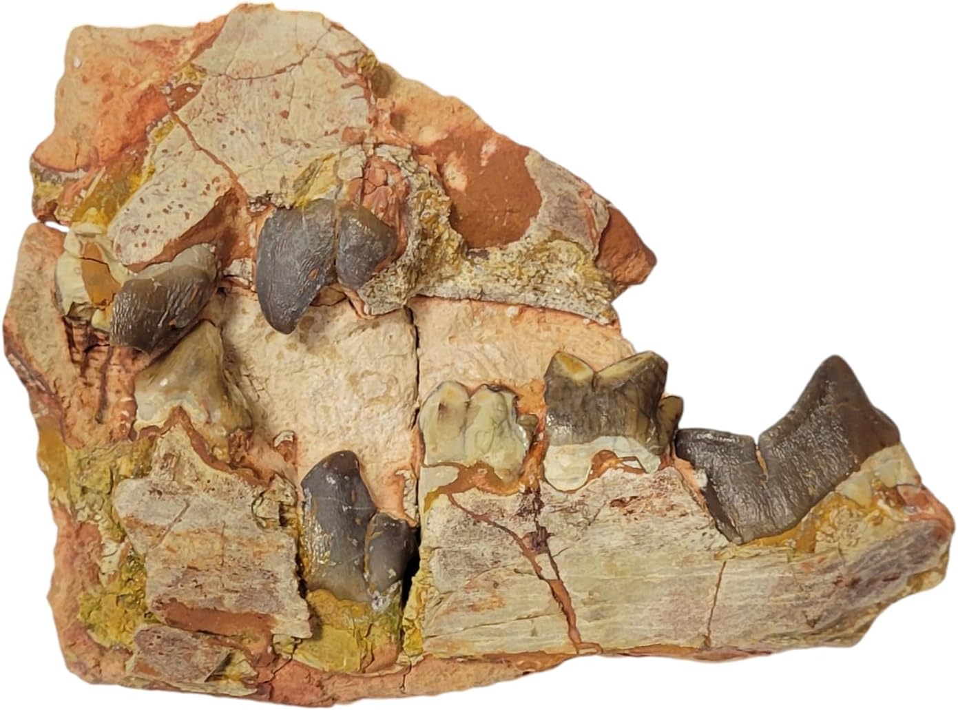 Hyaenodon horridus Mammal Mineral Fossils Stone Healing Crystals MSD101 Geofossiles