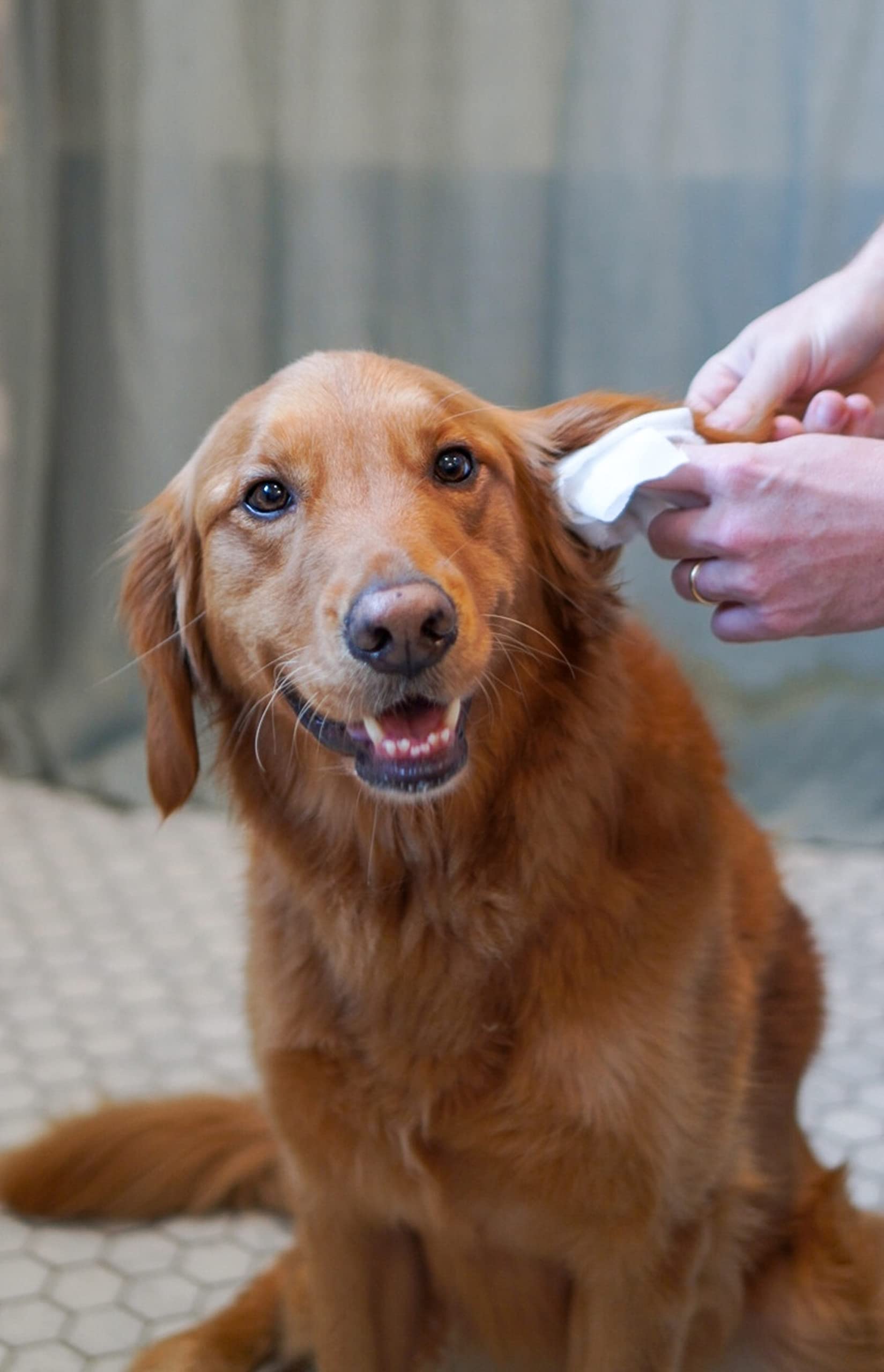 Four Paws Healthy Promise Grooming Soothing Pet Ear Cleaning Wipes, Odor Reducing & Itch Relief, 35 Count - image 2