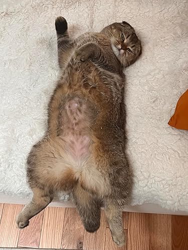 Laadi Deshedding Tool — texture and fabric close-up