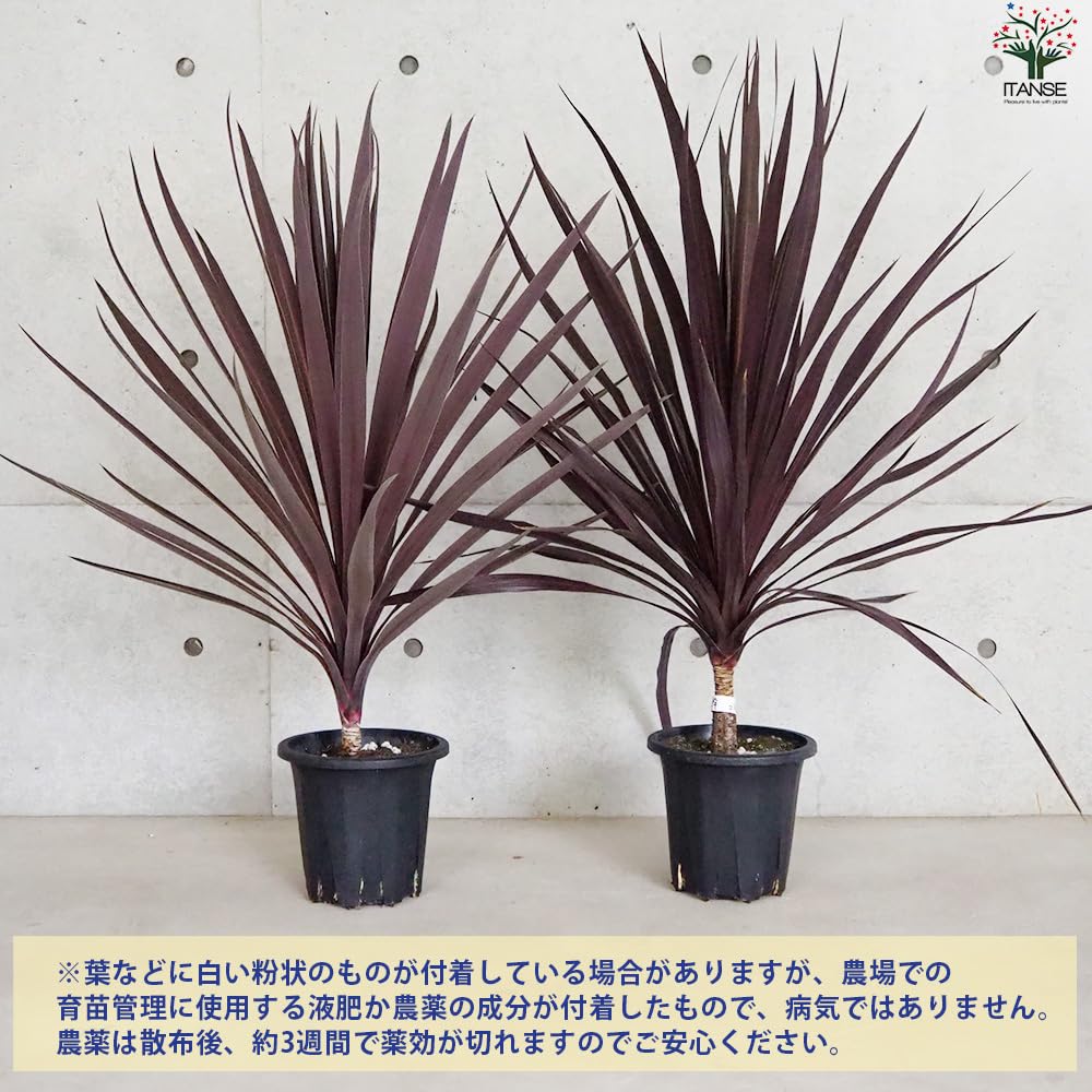 コルジリネ レッドスター《5ヘッド・H＝約1.05m・11号ポット》52 供え 