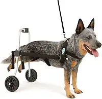 Cadeira De Rodas Para Cachorro Tamanho G Grande Regulável Pet Best Soluções
