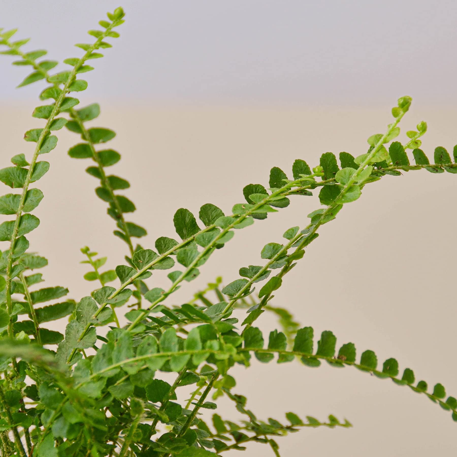 House Plant Shop Lemon Button Fern