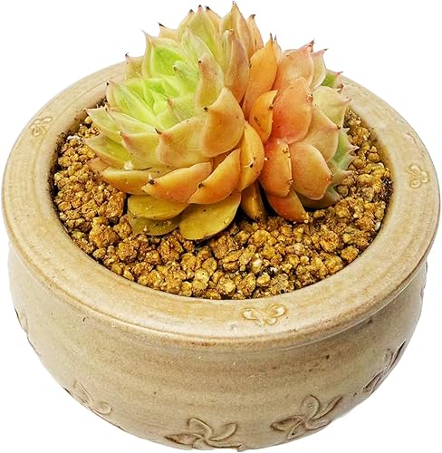Miniatura 5 de Plantas suculentas vivas de 2 pulgadas, suculentas de Echeveria surtidas (recipiente de cerámica no incluido), mini plantas suculentas vivas para