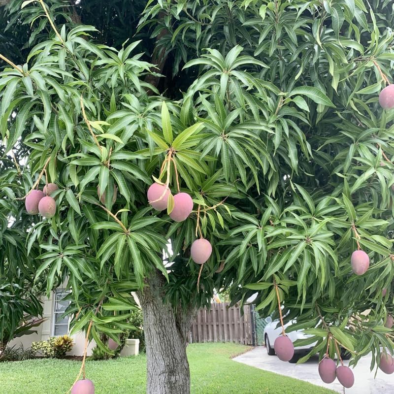 Dwarf Mango Tree Live Plant, Fully Rooted in 3 Gallon Pot, Tropical Mango Fruit Tree for Indoor or Outdoor Growing