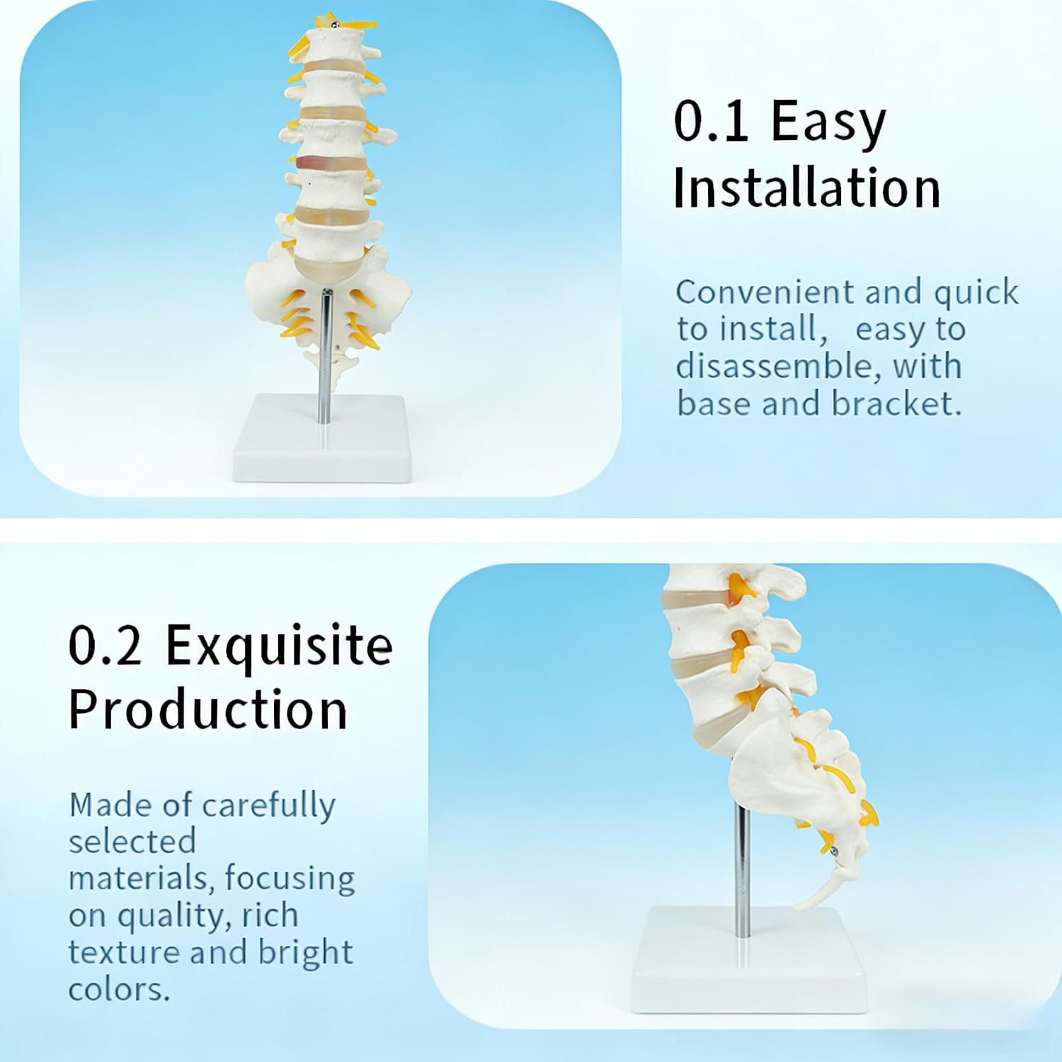 Spine Model Lumbar Spine Model,Life Size Human Lumbar Vertebrae Anatomy Model with Sacrum and Spinal Nerves.