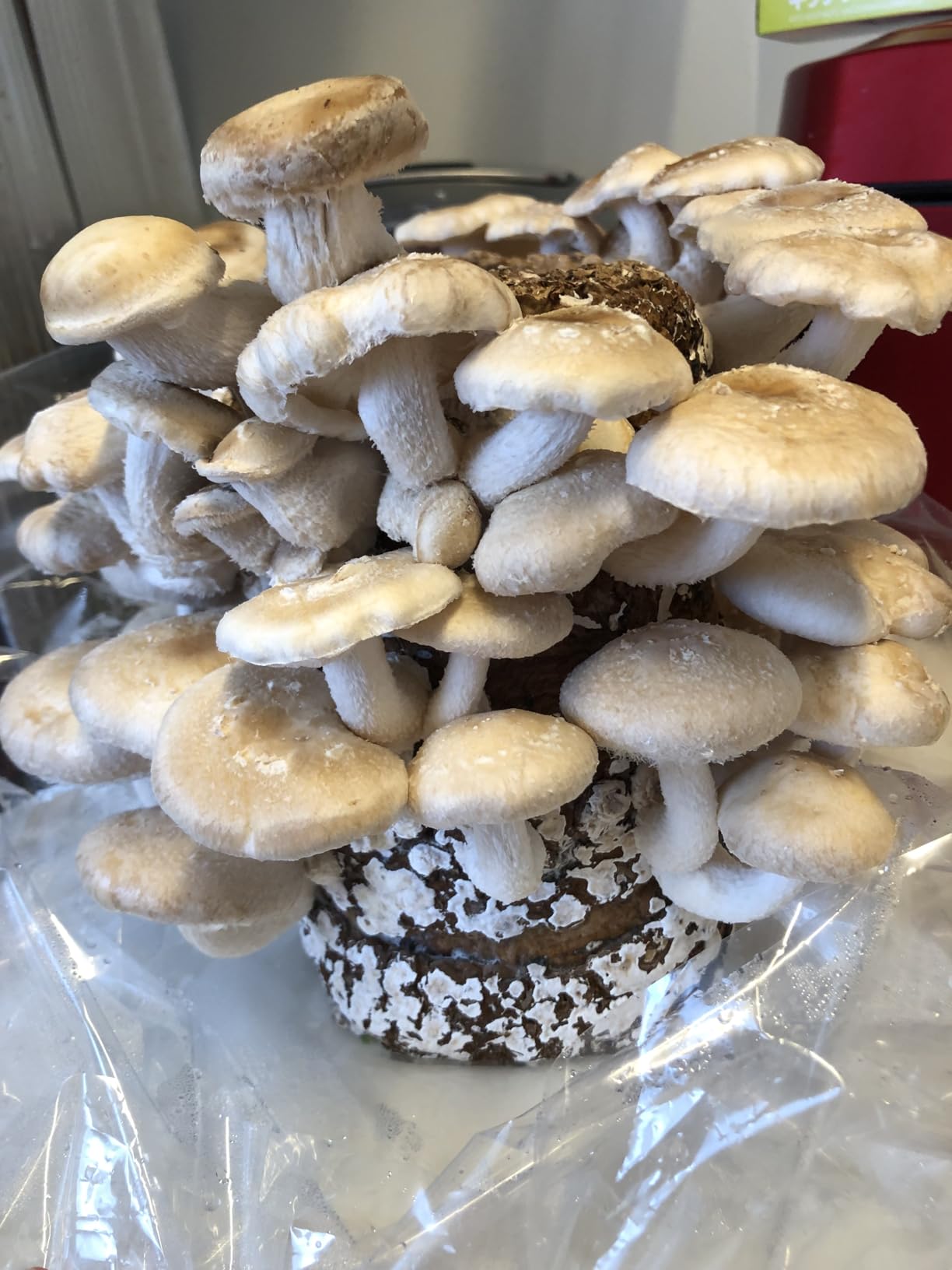 お客様イメージ