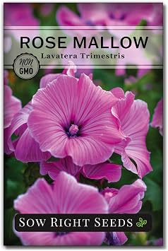 Sow Right Seeds - Rose Mallow Hibiscus Seeds for Planting - Non-GMO Heirloom Packet with Instructions to Grow - Tropical and Exotic Annual Tree Mallow - Blushing Rouge and Scarlet Blooms 1