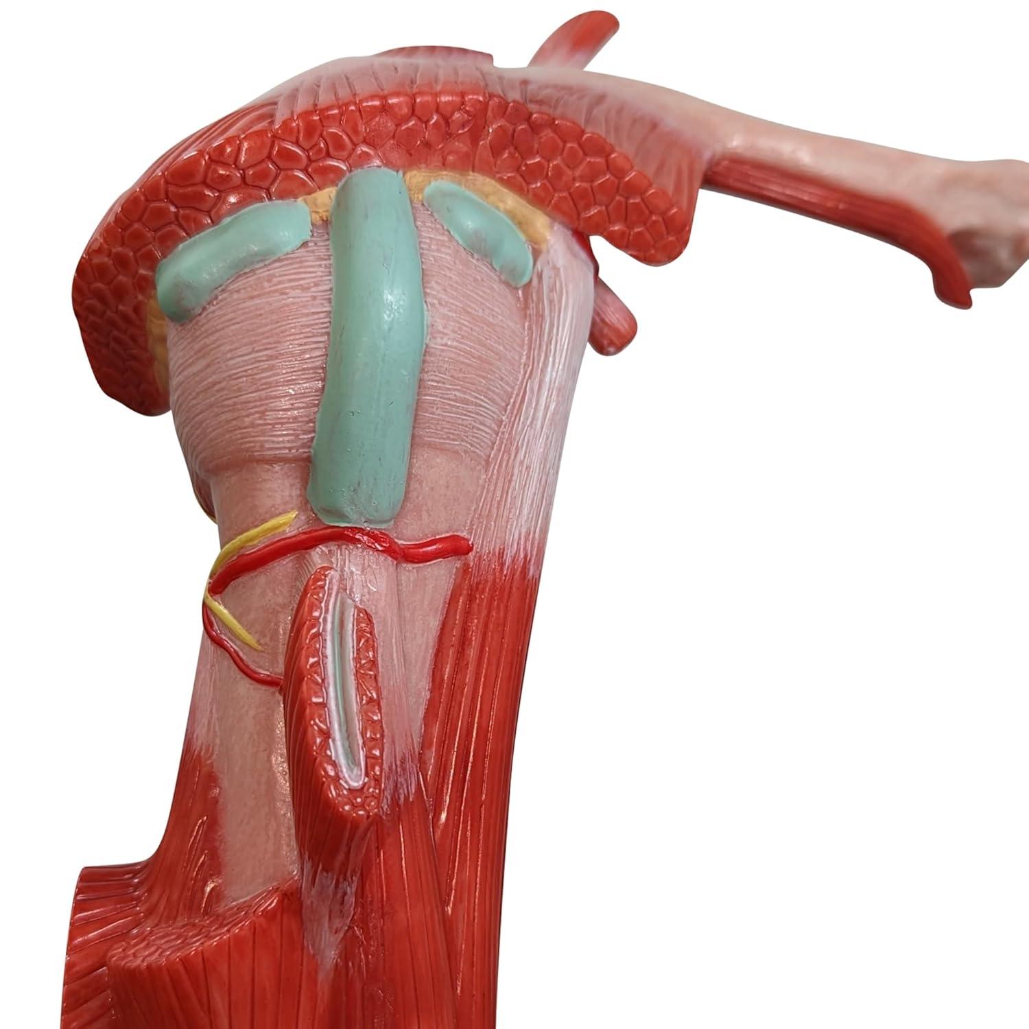 Muscled Shoulder Joint Model – Shows Complete Shoulder Musculature from Rotator Cuff to Subscapular Muscles – Includes Base, Product Manual, Made by Axis Scientific