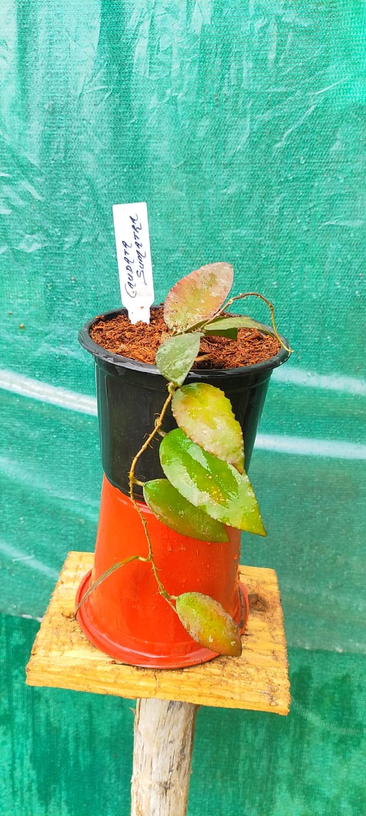 Exotic & Rare Hoya Caudata Sumatra II Grow your own garden-image-0