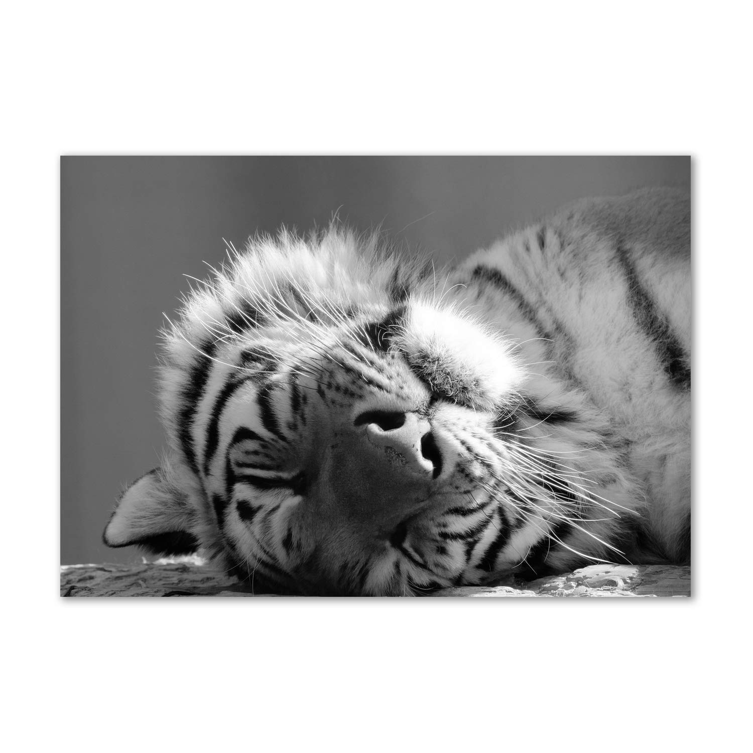 Tulup Impression sur Verre de 100x70 cm Image Tableau Photo décorative panoramique pour la Cuisine et Le Salon - Animaux - Tigre Endormi - Noir et Blanc