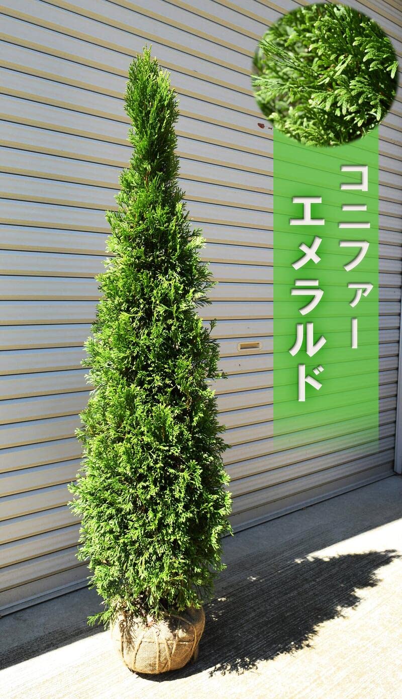 Amazon.co.jp: コニファーエメラルドグリーン苗 高さ120センチ前後大苗