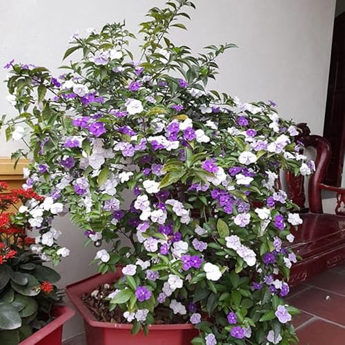 Miniatura 2 de Ayer hoy y mañana Planta viva, de 5 a 7 plántulas altas, bien enraizadas, planta de arbustos de flores, planta Brunfelsia Plantas iniciales vivas