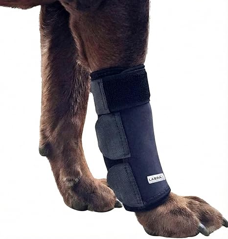 Labra Dog Front Leg Brace Review: Support and Healing for Active Dogs