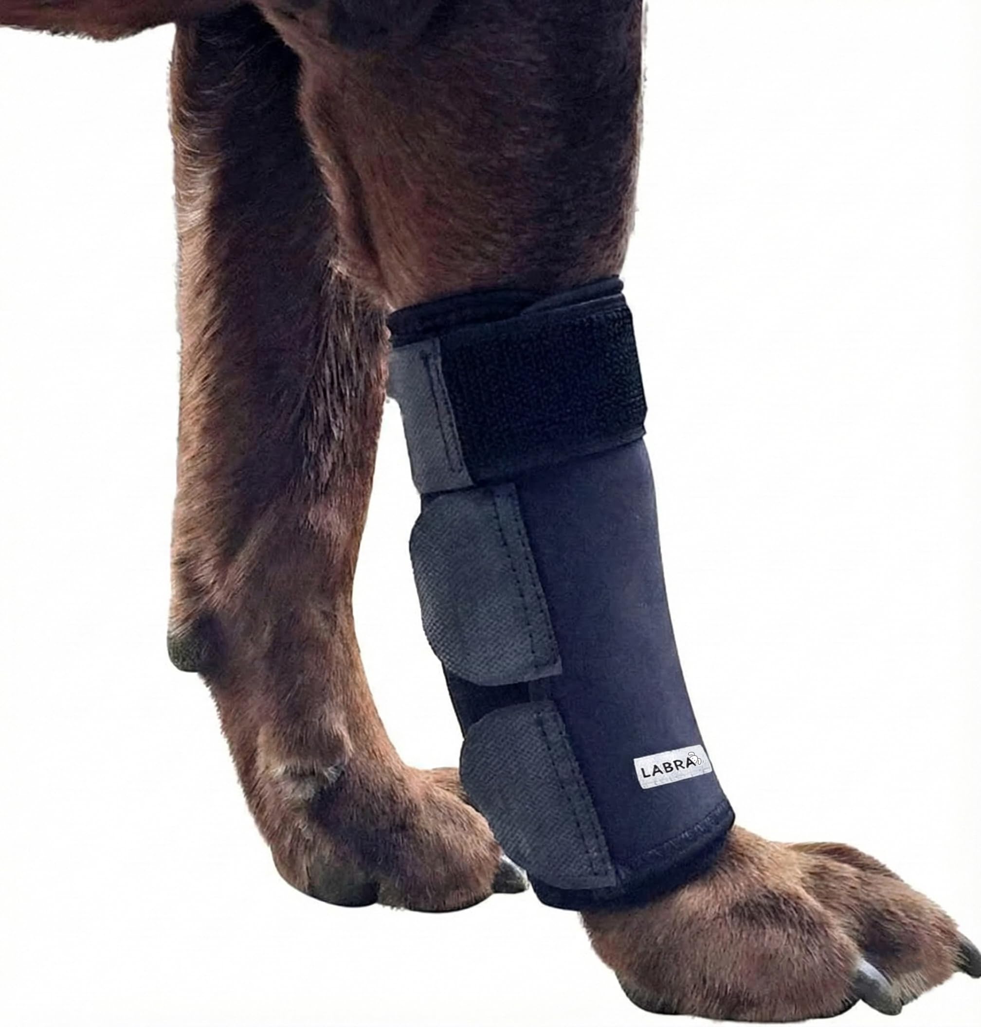 Photo 1 of Labra Dog Front Leg Brace - Large/Extra Large