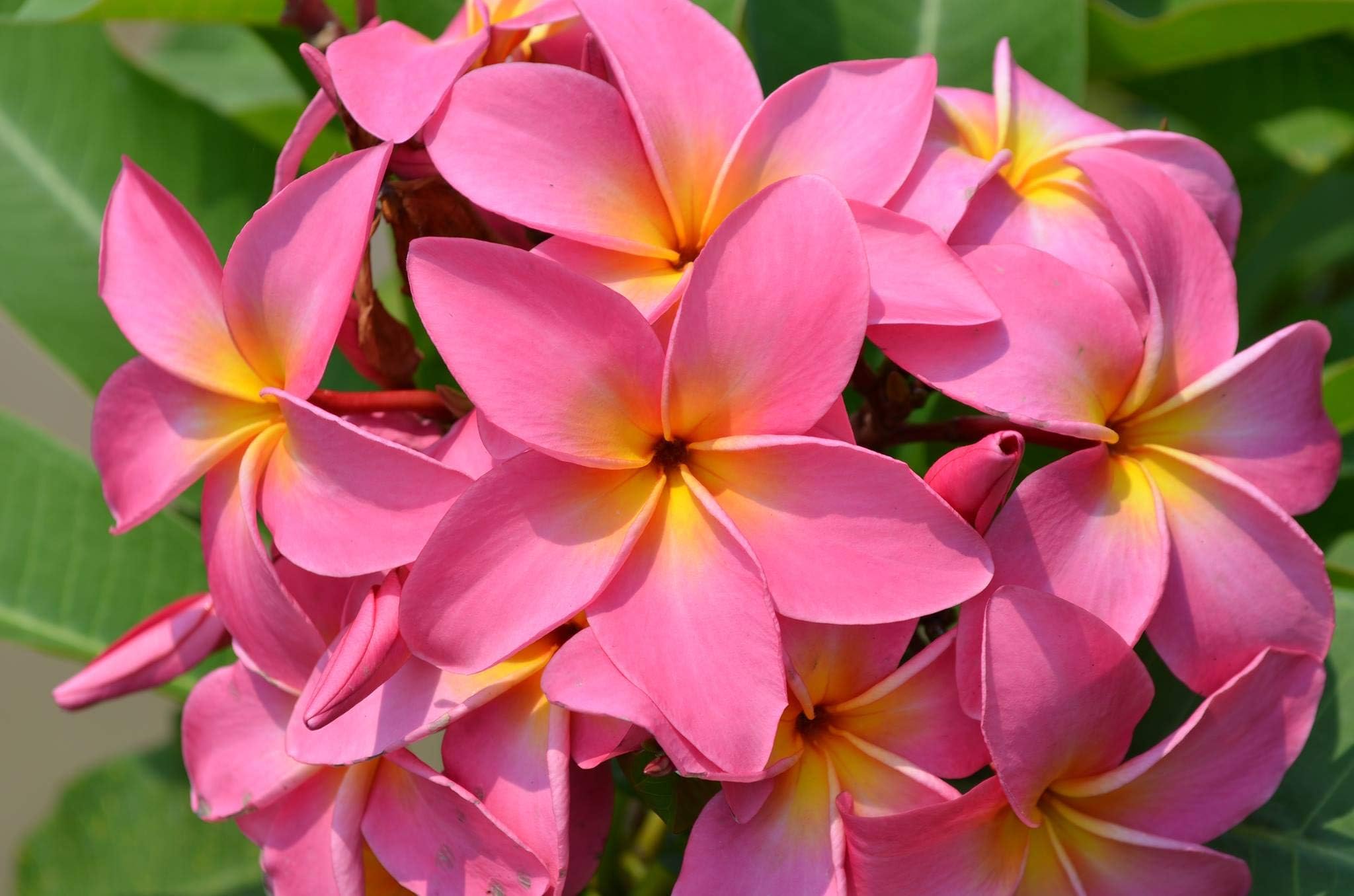 Hawaiian Pink Plumeria Tree Plant Cuttings 1 Pk Discount Hawaiian Gifts