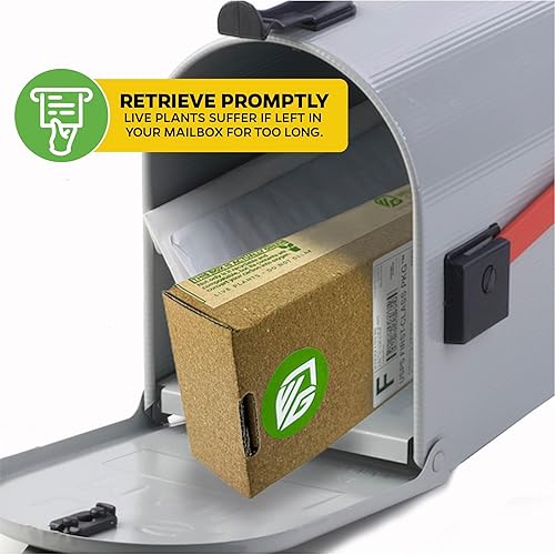 Miniatura 6 de Vainilla planifoliaEspecias Plant Live Orquídea Orquídea Bean Flor de vainilla