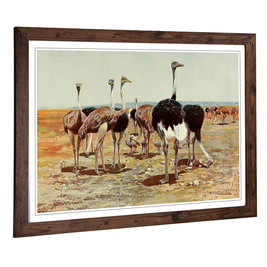 Big Box Art Framed Print of Vintage W Kuhnert Somali Ostrich Design | Wall Art Picture | Home Decor for Kitchen, Living Room, Bedroom, Hallway, Walnut, A2 / 24.5x18 Inch / 62x45cm