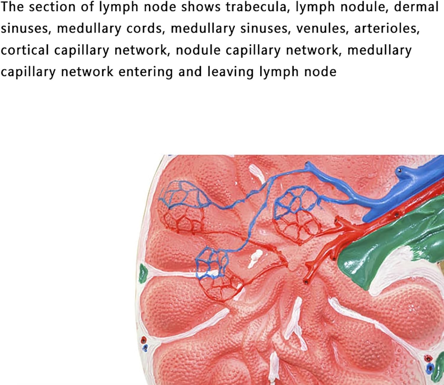 Model węzłów chłonnych człowieka, model anatomiczny powiększonych węzłów chłonnych, dwustronny w celu ukazania głównych cech anatomicznych, do szkół, szpitali, klinik i laboratoriów.