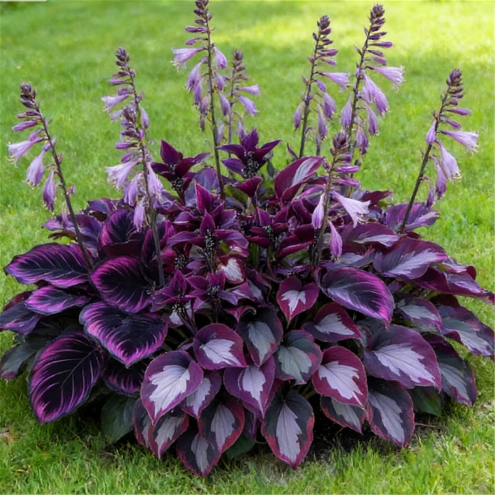Bare Root Hosta Mixed Seedlings, Many Colors, Fast-Growing, Perfect for Shady Gardens and Flower Bed Edges/that Grow Fast/Golden Jade Carving-4 Roots-Tallero — image 1