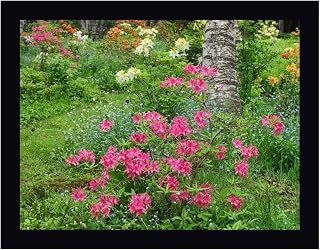 Canada, New Brunswick, Garden flowers by Ellen Anon - 16" x 20" Framed Canvas Art Print - Black Frame - Ready to Hang