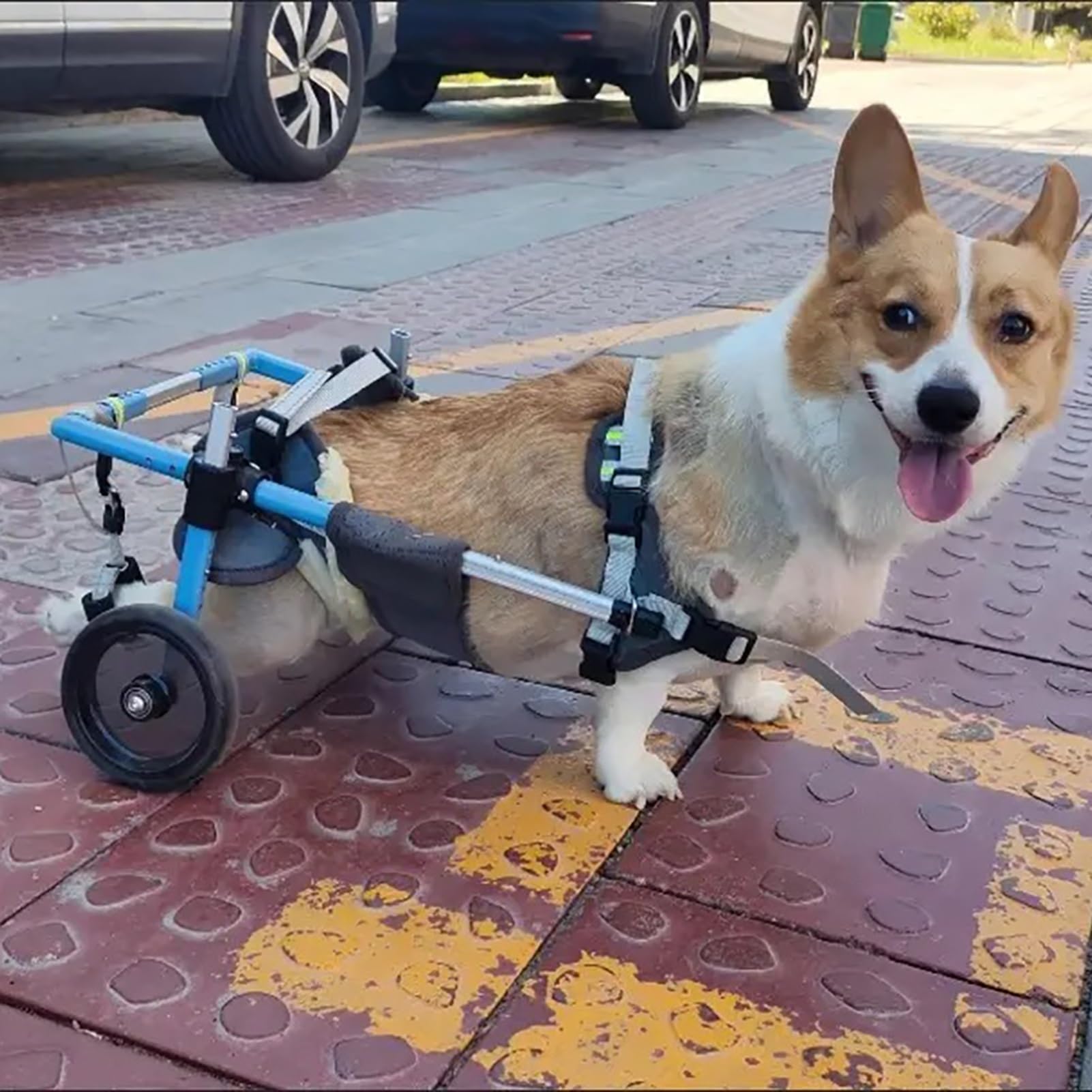 Chariot de soutien des hanches pour chien et aide à la mobilité réglable tout terrain