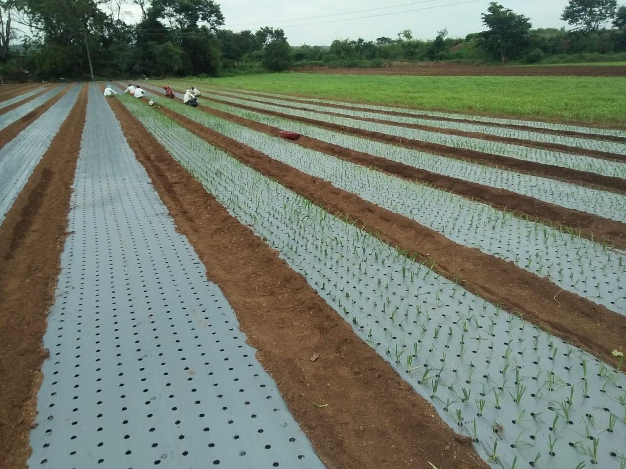 Siddhi UV Plastic Mulch Paper Gardening Plants Sheet, Outdoor Garden Mulching Cover for Agriculture (20 Microns)