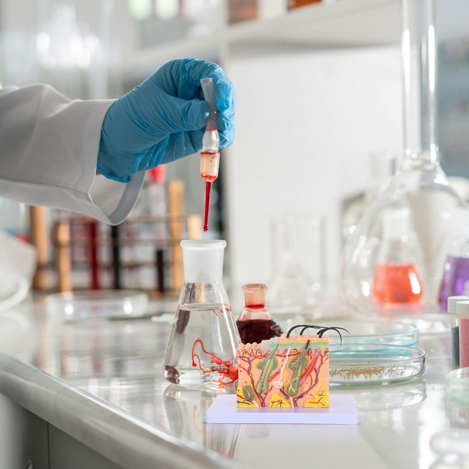 Gatuida Modello di Pelle Umana Ingrandito 35X per Insegnamento Anatomico Modello Didattico di Struttura Cutanea per Aula e Laboratorio Anatomico Scientifico per Studio Medico e