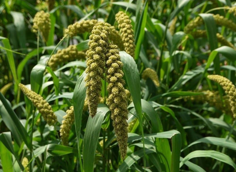 1 Ounce Golden German Foxtail Millet Hay Silage Forage