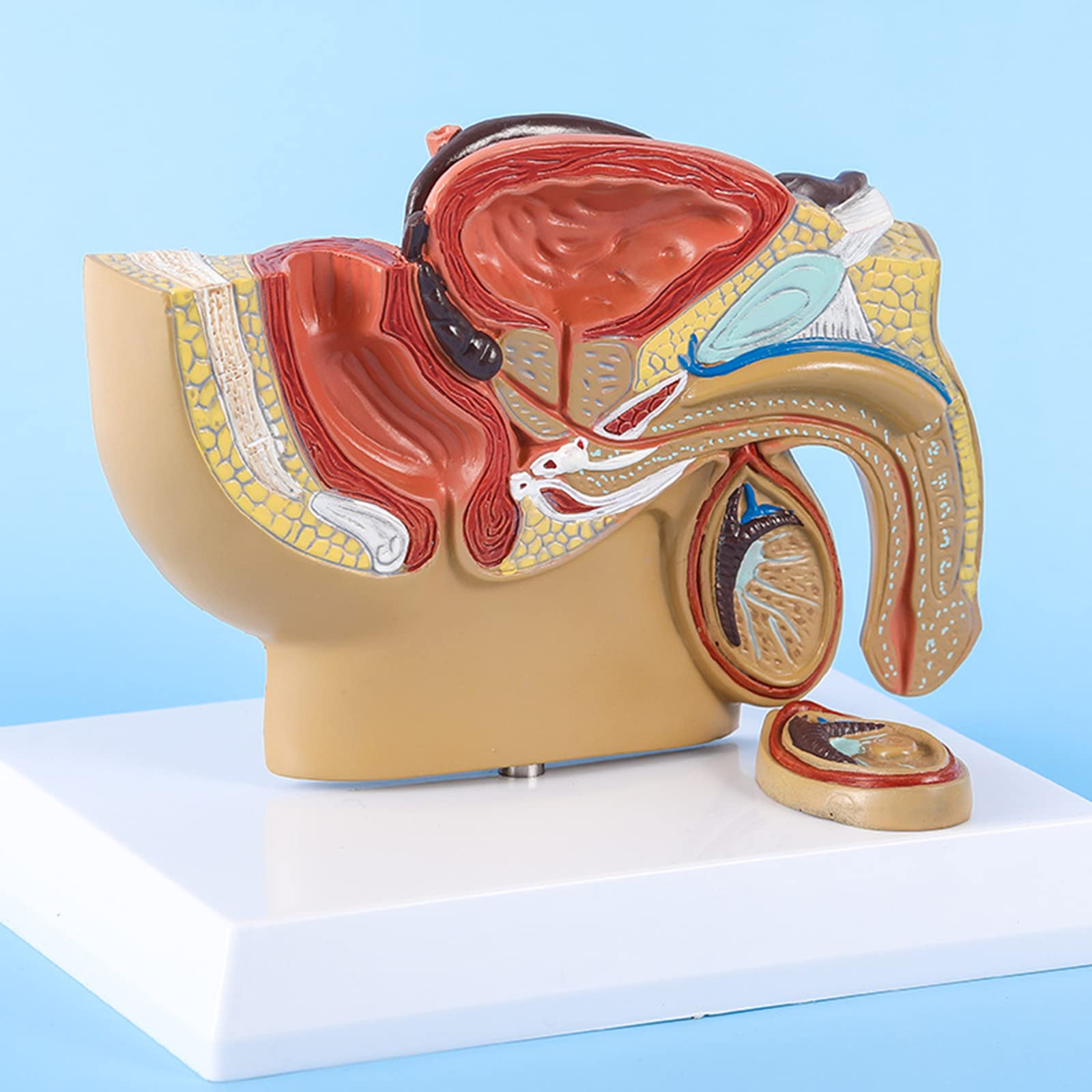 CcacHe Modelo de anatomía pélvica Masculina, Modelo anatómico patológico, Modelo de órgano médico para Estudio de investigación de Estudiantes de Medicina