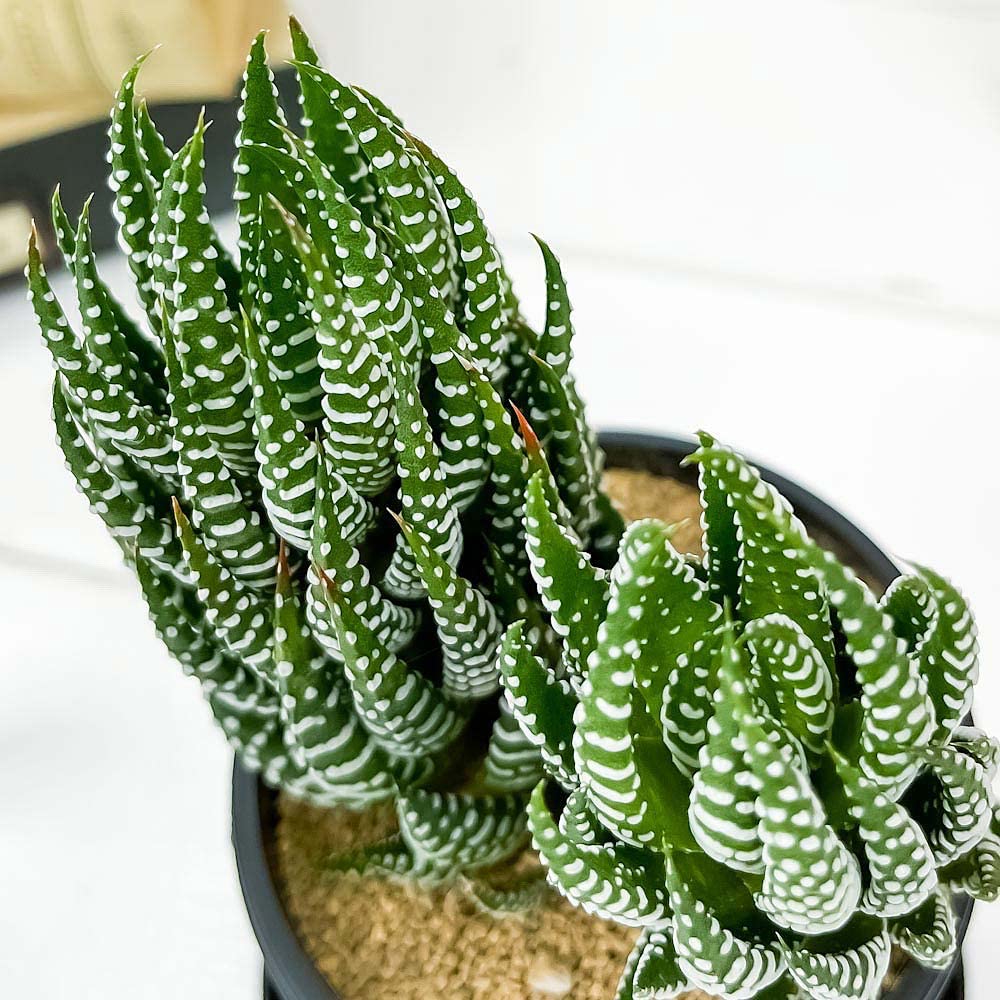 ハオルチア 丹雲 【公式通販】