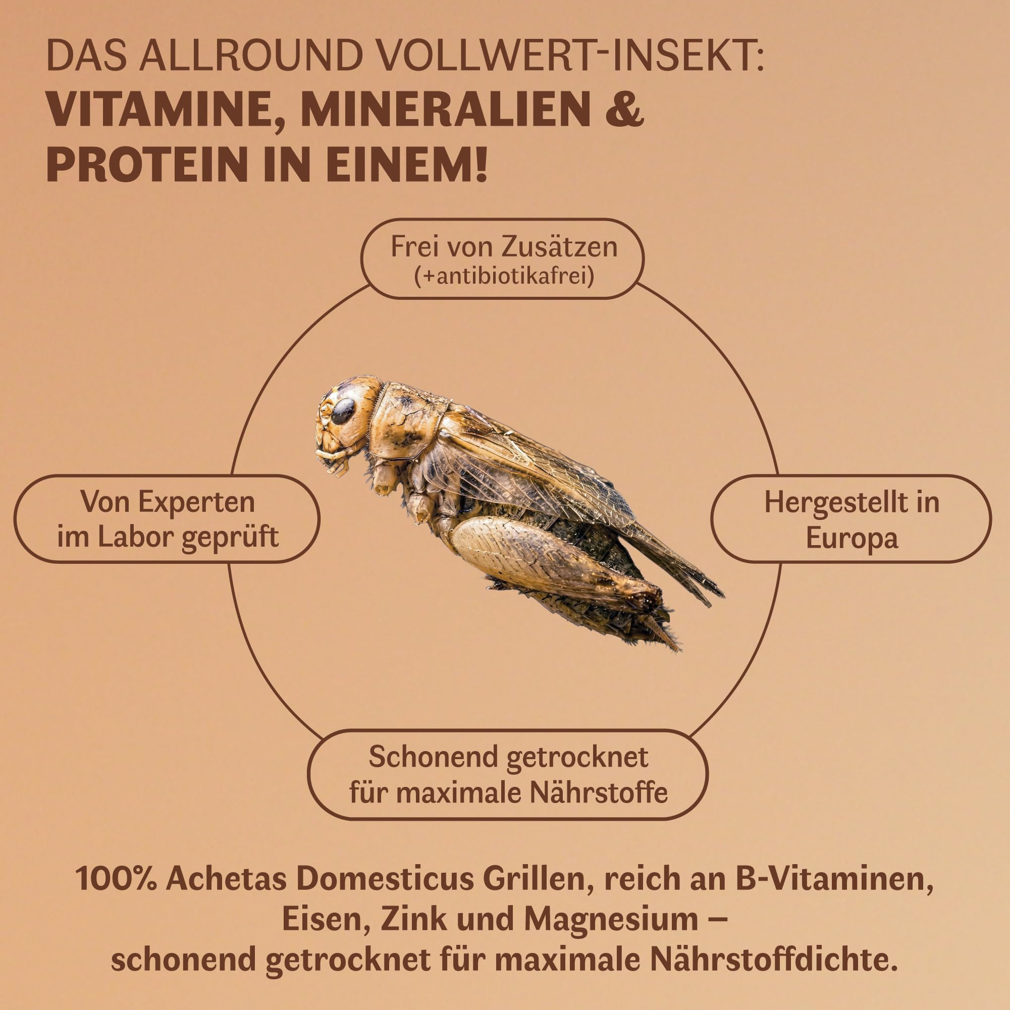 Getrocknete Heimchen - Insekten Vogelfutter für Hühner, Vögel, Reptilien & Fische | Proteinreiche Grillen | Alternative zu Mehlwürmer getrocknet | ohne Zusatzstoffe - 500g