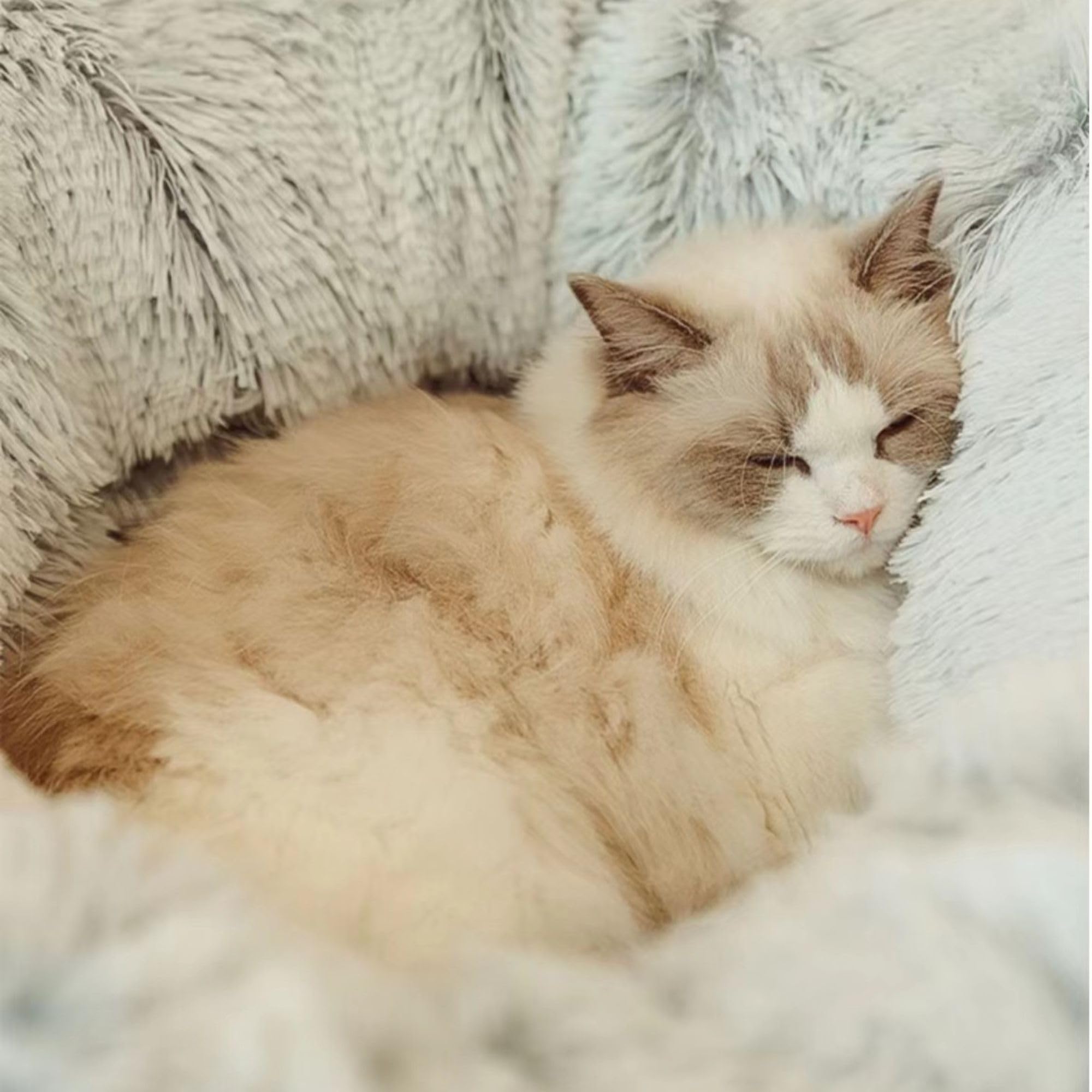Kattentunnel met kattenbed voor binnenkatten, onder de