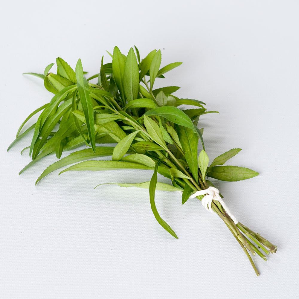 Bonnie Plants Mexican Tarragon, Live Plant, 19.3 oz., 4-Pack