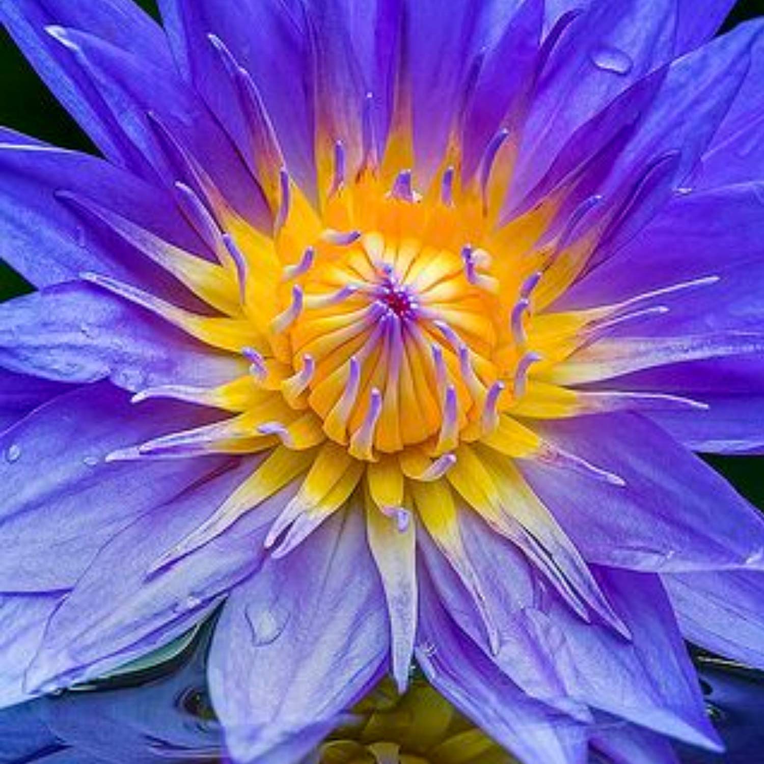 stina スティナ Water lily ultramarine blue stina / type Y neck ribbon / Water lily ultramarine blue