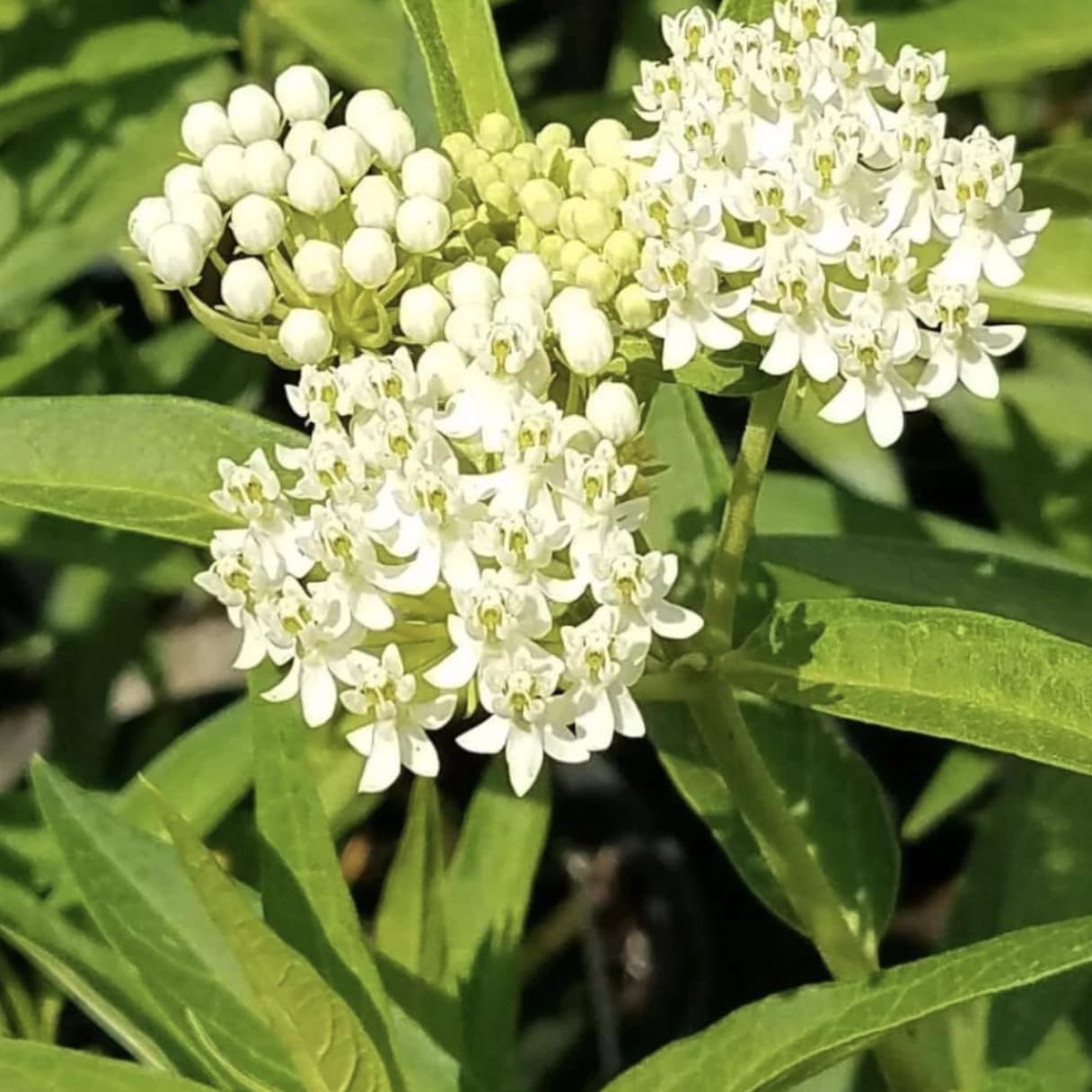 White Milkweed Live Plants Pack of 2