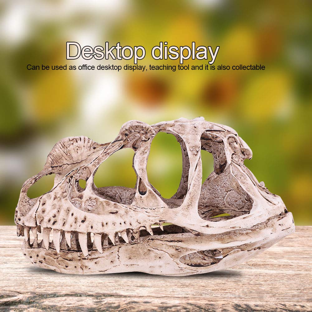 Modello Di Teschio Di Dinosauro In Resina Scheletro Animale Simulato Home Office Decor Craft Insegnamento Prop