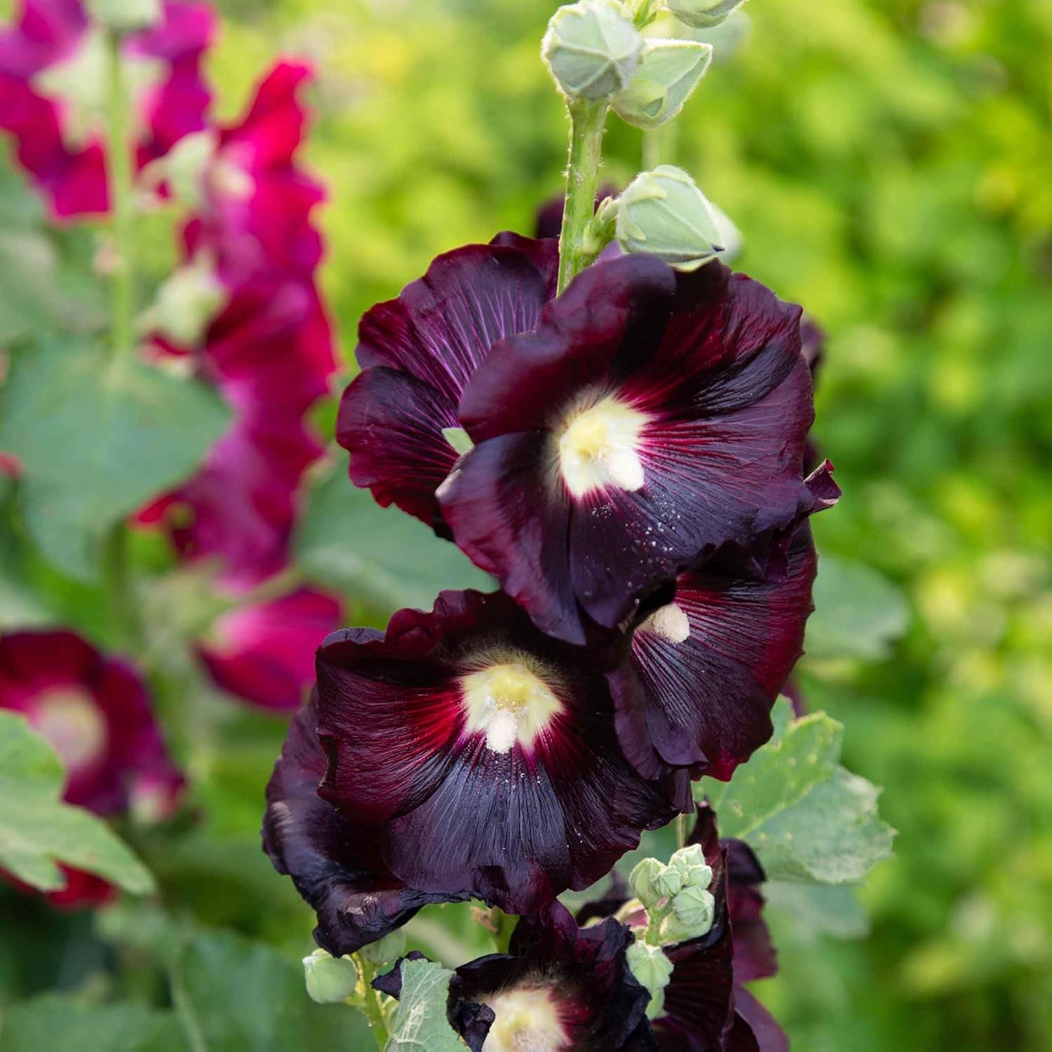 Eden Brothers Hollyhock Seeds (Dwarf) - Queeny Mix, Non-GMO Seeds for Planting, 1 oz | Low-Maintenance Flower Seeds, Plant During Spring or Fall, Zones 1, 2, 3, 4, 5, 6, 7, 8, 9, 10, 11, 12