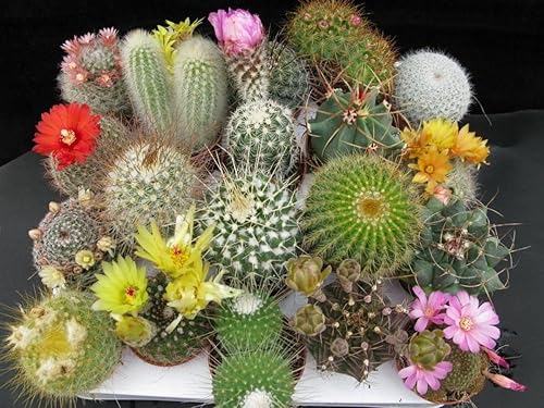 Semillas Cactus Cactus Variedad Mix Interior No GMO Suculentas para Plantar