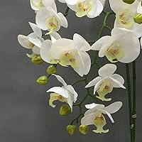 Vista 4 de SOSSEG Flores artificiales bonsái de orquídea artificial con jarrón arreglos florales orquídeas artificiales de seda para mesa sala de estar