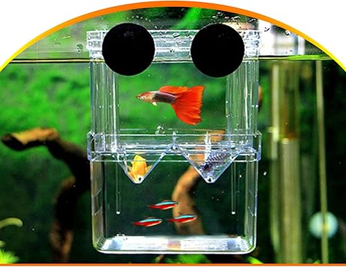 Miniatura 6 de Gittcoll Caja de cría de peces acrílicos de doble capa, tanque de acuario, caja de aislamiento de peces con ventosa para fritas, criadera,