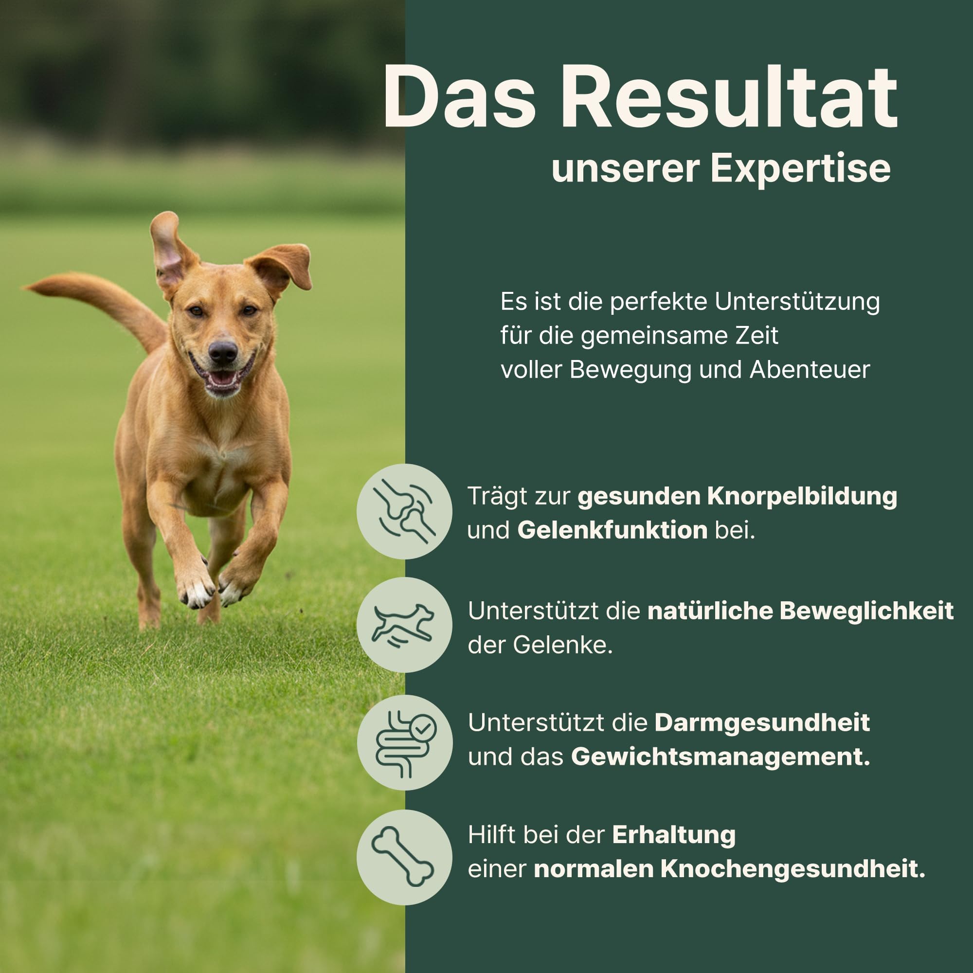 Gelenktabletten Hund, Apotheker Rezeptur, 90 Stück reicht bis zu 6 Monate, von Apothekern entwickelt & Tierärzten geprüft, mit Grünlippmuschel hochdosiert, Glucosamin, MSM, Chondroitin, Teufelskralle