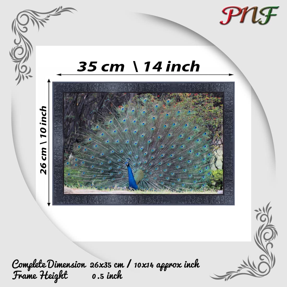 pnf Poster And Frames Peacock Wall Painting With Acrylic Sheet | For Living Room, Bedroom | Home Decoration Item | Best Gifting Option (10 * 14inch,Multicolour,Synthetic) 19669