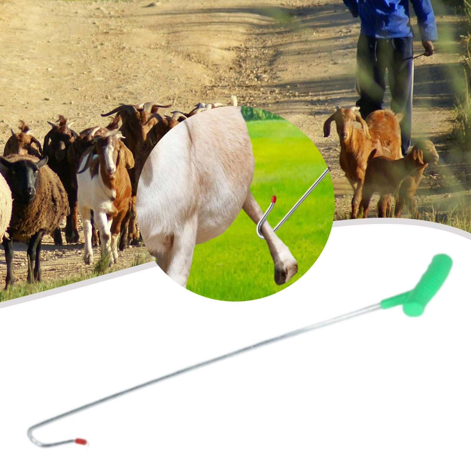 Gancho para Ovejas Herramienta de Sujeción Equipo Capturador Gancho Resistente Ergonómico Hecho de Hierro Compatible con Granjas Hogares Veterinarios, 70cm