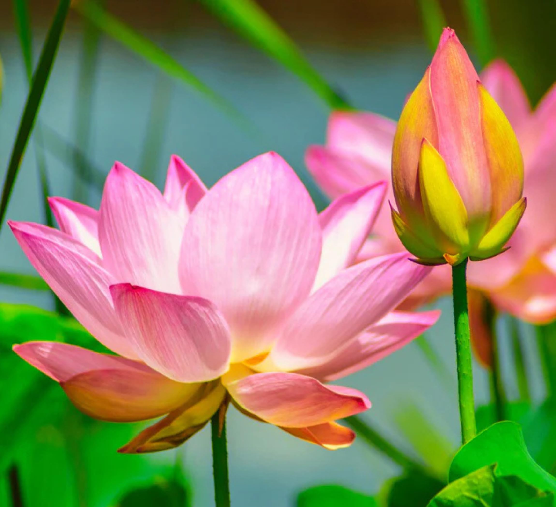 Red Lotus Plant - Blooms in 30 Days! -30