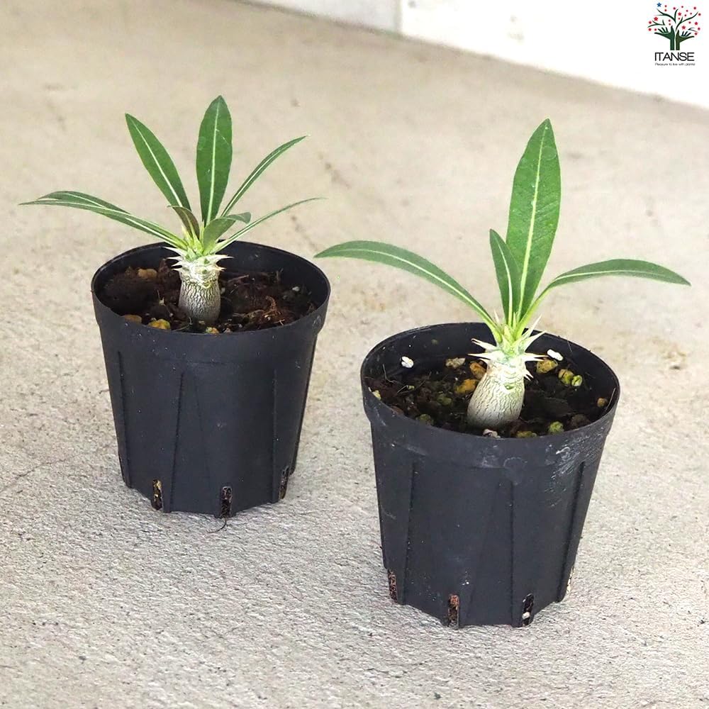 アガベ チタノタ 白鯨錦 親株出品 縞斑 黄斑 プレステラ105 Yahoo